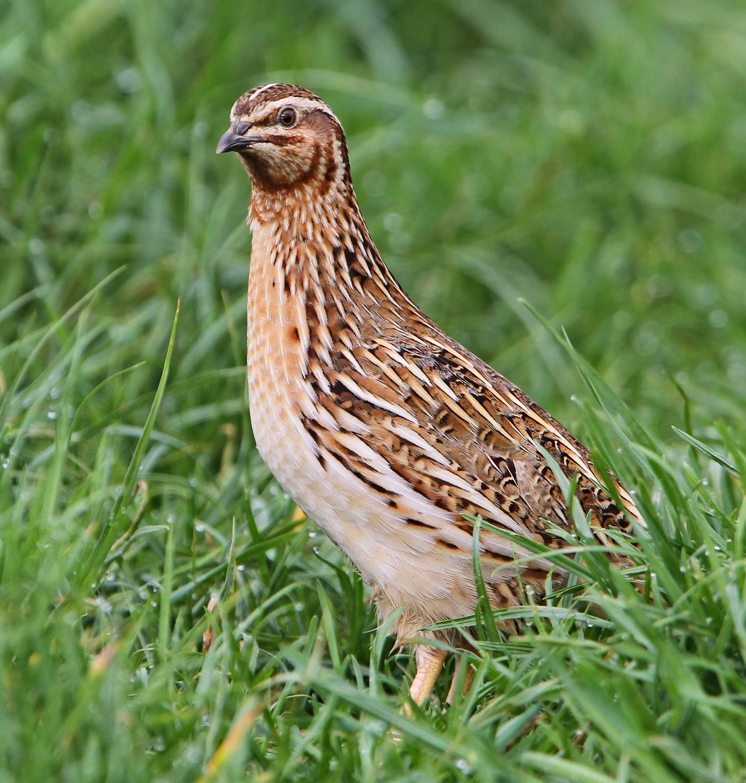 Quail Bird