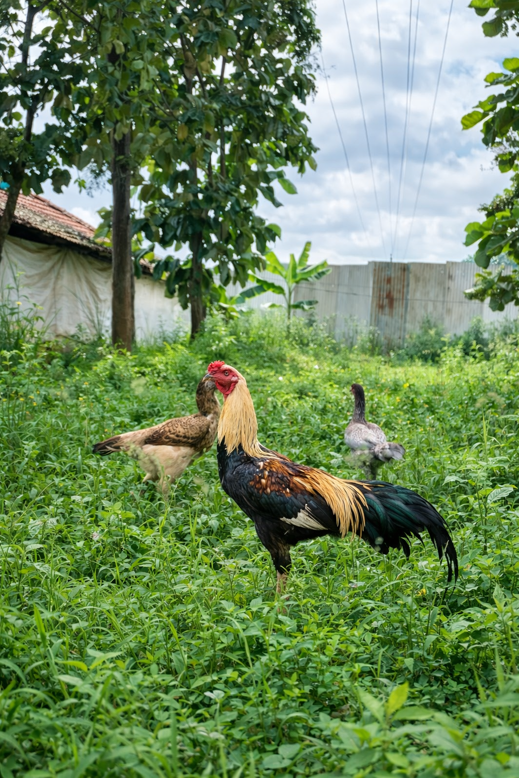 Farmer holding chicken